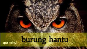Check spelling or type a new query. Panggilan Burung Hantu Dengan Suara Burung Hantu Dan Berseru Youtube