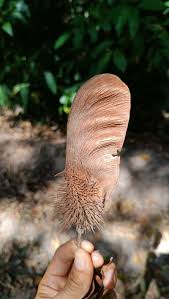 Image result for Centrolobium