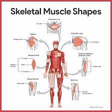 Muscle groups german names chart. Muscular System Anatomy And Physiology Nurseslabs