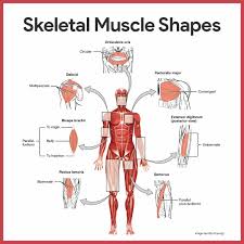 Jan 01, 2019 · the muscles, bones, ligaments, and tendons in the back can all be injured and cause back pain. Muscular System Anatomy And Physiology Nurseslabs