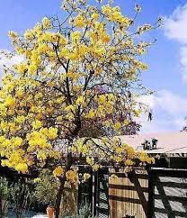 Image result for Handroanthus
