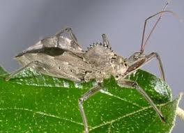 Maybe you would like to learn more about one of these? Assassin Bugs Ambush Bugs Of Kentucky University Of Kentucky Entomology