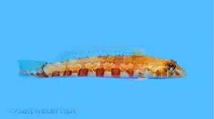 Image result for Osyridicarpos schimperianus