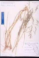 Image result for Eragrostis atrovirens