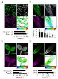 We did not find results for: Atp Sensing In Living Plant Cells Reveals Tissue Gradients And Stress Dynamics Of Energy Physiology Elife