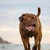 How to keep dogs from digging. Https Encrypted Tbn0 Gstatic Com Images Q Tbn And9gctskwasb3p4hrx2blnugzlg 88p6knbhoq601o Rst Ylxodej3 Usqp Cau