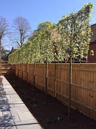Pyrus Calleryana Chanticleer Pleached Baum Garten Gift Company In 2020 Back Garden Design Backyard Landscaping Designs Garden Trees