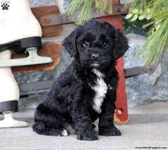 Happy, and very well socialized. Cockapoo Puppies For Sale Greenfield Puppies