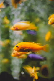 Testing Fish Tank Water 4 Best Kits And How To Use Them Fishkeepup In 2020 Fish Tank Saltwater Fish Tanks Tropical Fish Aquarium