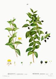 Myrtus Communis Romana Myrte Commun Romain From Traite Des Arbres Et Arbustes Que L On Cultive En France En Botanical Artwork Plant Illustration Floral Image