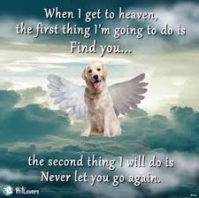Sam I Miss And Love You So Much I Can T Wait Until I Can Put My Arms Around Your Neck And Hug Again Dog Poems Miss My Dog Dog Quotes