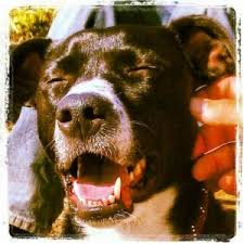 How a Dog-Friendly Workplace Boosts Productivity and Happiness