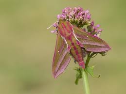 A moth friendly garden should be pesticide free. Gardening For Moths