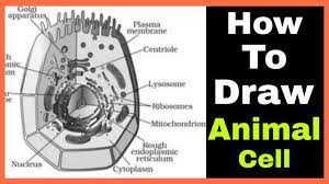 Check spelling or type a new query. How To Draw Animal Cell Step By Step Tutorial For Beginners Smart Biology Booster Youtube