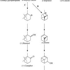 Maybe you would like to learn more about one of these? Pdf Nacl Stress Affects Growth And Essential Oil Composition In Rosemary Rosmarinus Officinalis L