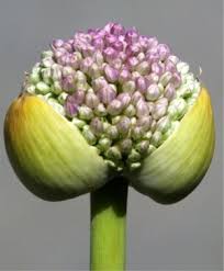 See more ideas about bulb flowers, flowers, daffodils. Allium Horticultural Tips