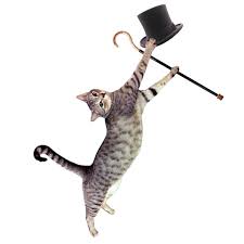 Pin By Sarah Bugg On Putting On My Top Hat Dancing Cat Dancing Cat Gif Cute Cats