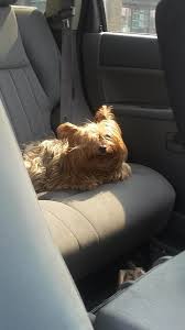 Check spelling or type a new query. Puppy Love Dog Grooming Opening Hours 8605 118 Ave Nw Edmonton Ab