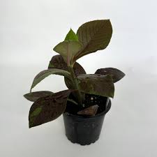 Image result for Maerua grantii