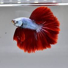 Live Betta Fish 034 Silver Red Copper 034 Hmpk Premium Grade Male From Thailand Betta Fish Betta Fish