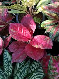 Pin On Aglaonema Hybrids Collection