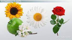 Home » science » plants » classifications of flowering and non flowering plants. Types Of Plants Lesson For Kids Video Lesson Transcript Study Com