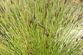 Image result for Restionaceae