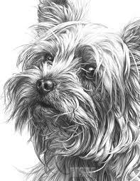 Yorkshire Terrier Giclee Print By Mike Sibley Yorkshireterrier Disegni Di Cane Ritratti Di Cani Arte Animale