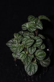 Image result for Peponium sp. A