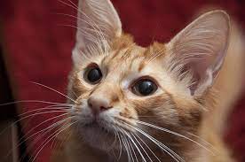 7 Hypoallergenic Cats For People Who Are Allergic But Love Felines