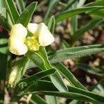 Image result for Commelina africana