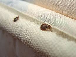 top 3 reasons why most bed bug treatments fail bed bugs treatment bed bugs termites