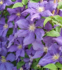 Image result for Clematis commutata