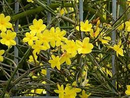 Image result for Jasminum pauciflorum