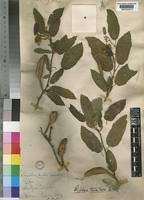 Image result for Glyphaea