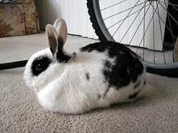 There are many different reasons why cats can be aggressive towards their owner or other people. Understanding Your Rabbit Wabbitwiki