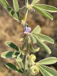 Image result for Ptycholobium contortum