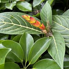 Image result for Sabicea venosa