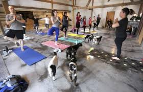 Goats Yoga Combine In Feel Good Classes Her Telegraphherald Com