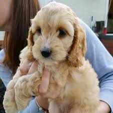 Purebred pups of iowa is your cockapoo puppy breeder, offering cockapoo puppies for sale in iowa, minnesota, illinois and wisconsin! How Much Does A Cockapoo Cost 2021 We Love Doodles