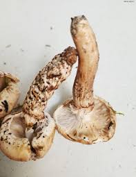 Image result for Micrargeriella