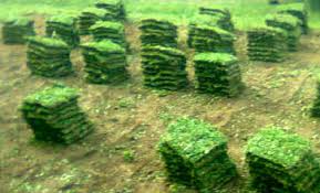 Itu sebabnya, kebanyakan orang saat ini lebih tertarik menanam rumput gajah mini daripada rumput jepang. Jual Rumput Gajah Mini Di Manado Www Stewartflowers Net