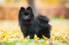 Merle only dilutes eumelanin (black) pigment; Pomeranian Colors Complete List Of All 13 Recognized Coat Colors All Things Dogs All Things Dogs