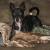 Wire Haired Rat Terrier