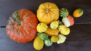 Image result for Cucurbita maxima