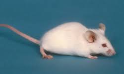 Laboratory Mice And Rats