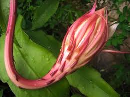 I've gotten a few comments on reader's christmas cacti flowering more than once a year i'm out of my office by 4 so it received at least 12 hours of total darkness each night. Night Queen Free Stock Photos Rgbstock Free Stock Images Krayker August 22 2010 20