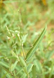 Image result for Alysicarpus