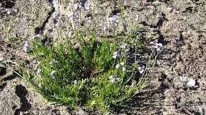 Image result for Oldfieldia