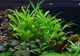 Image result for Hygrophila